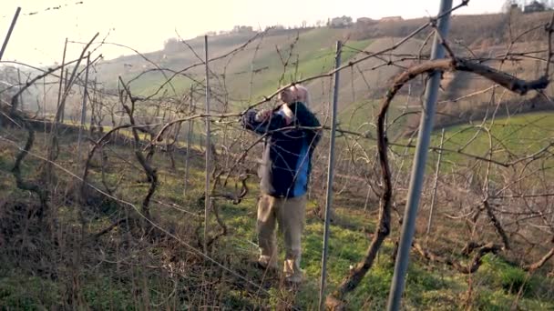 Kafkasyalı Kıdemli Çiftçi Soğuk Mevsim Boyunca Vadi Günbatımında Şarap Çiftliğinde — Stok video