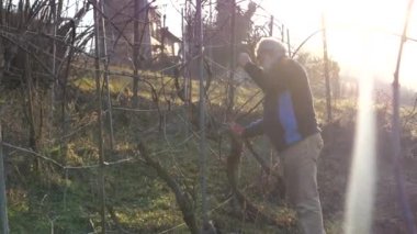 Kafkasyalı kıdemli çiftçi, soğuk mevsim boyunca Vadi 'de günbatımında şarap çiftliğinde üzüm buduyor.