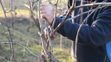 Bahçe makası görüntülerini kullanarak, soğuk mevsimde vadide günbatımında şarap çiftliğinde üzüm budayıp üzüm koparan tanınmamış beyaz çiftçinin elleri.
