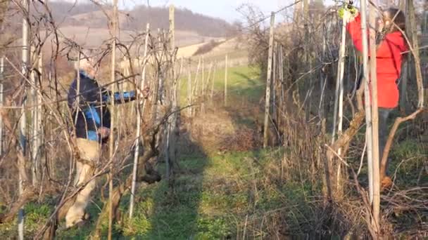 谷の寒い季節の日没時にワイン農場で2人の上級農家の妻と夫がブドウを剪定4K映像 — ストック動画