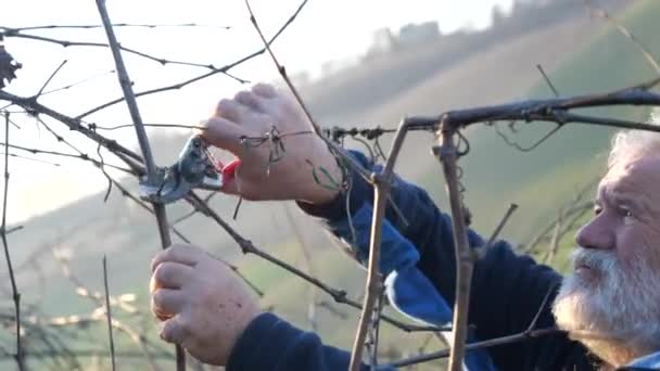 日落时分 在山谷4K段的寒冷季节 高加索资深农夫在葡萄园修剪葡萄 — 图库视频影像