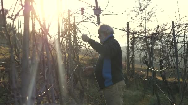 Agricoltore Anziano Caucasico Potatura Uva Azienda Vinicola Tramonto Durante Stagione — Video Stock