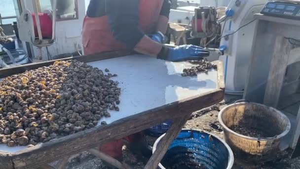 Numana Italia Aprile 2023 Pescatori Che Vendono Lumache Mare Adriatiche — Video Stock
