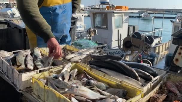 Numana Itália Abril 2023 Pescadores Que Vendem Peixe Fresco Frutos — Vídeo de Stock