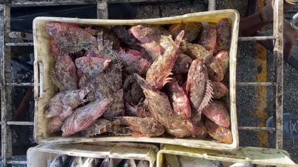 Numana Itálie Dubna 2023 Rybáři Prodávají Čerstvé Ryby Adriatického Moře — Stock video