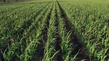 Gün batımında yetişen 4 ekin dolu organik sarımsak tarlasının üzerinde uçarken 4k drone hava görüntüsü