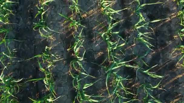 有機ニンニク畑を飛び回る4種の作物がサンセット4Kドローンの空中映像で育つ — ストック動画