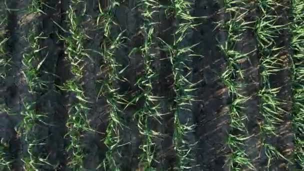 Repülnek Egy Szerves Fokhagyma Mező Tele Növények Növekvő Naplementekor Drón — Stock videók