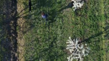 Yetişkin kadın ve siyah labrador köpeği gün batımında kırsalda kiraz ağaçları arasında yürüyorlar. 4k drone hava görüntüleri.