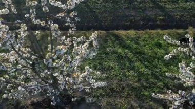 Yetişkin kadın ve siyah labrador köpeği gün batımında kırsalda kiraz ağaçları arasında yürüyorlar. 4k drone hava görüntüleri.