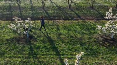 Yetişkin kadın ve siyah labrador köpeği gün batımında kırsalda kiraz ağaçları arasında yürüyorlar. 4k drone hava görüntüleri.