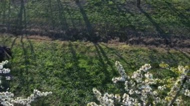 Yetişkin kadın ve siyah labrador köpeği gün batımında kırsalda kiraz ağaçları arasında yürüyorlar. 4k drone hava görüntüleri.