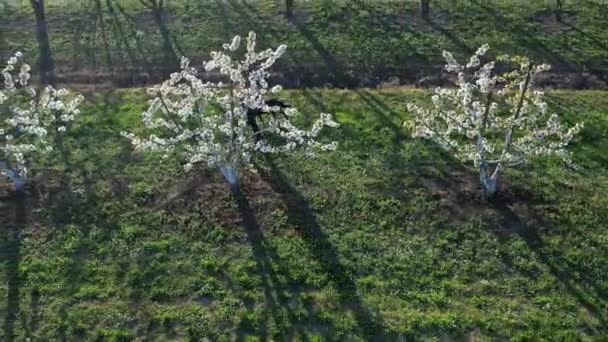 Femme Adulte Chien Labrador Noir Marchant Entre Verger Cerisiers Fleurs — Video