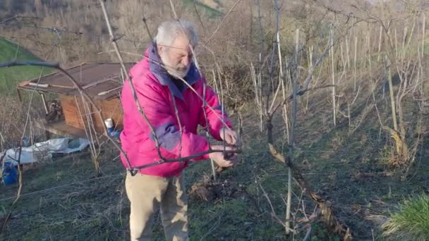 Caucasian Senior Bearded Producer Farmer Trimming Grape Vine Branches Scissors — Stock Video