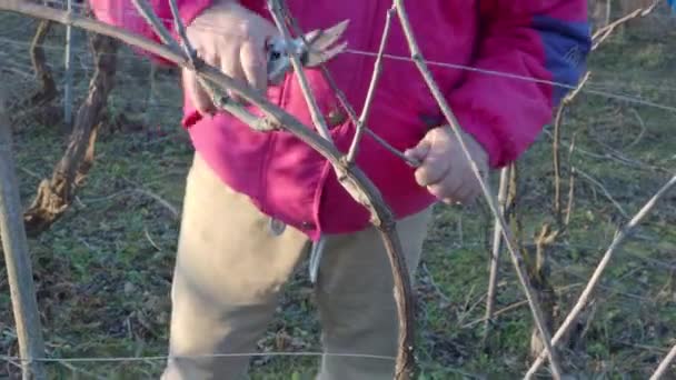 白人のシニア ベアード プロデューサー トリミング ブドウ ブドウの枝とはさみワイン農場の丘陵地帯4K映像 — ストック動画