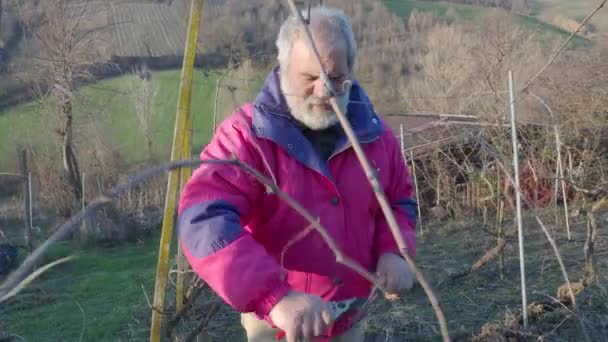 Caucasian Senior Bearded Producer Farmer Trimming Grape Vine Branches Scissors — Stock Video