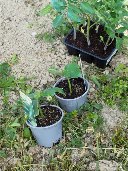 Fiatal Kertészeti Növények Fiatal Zöld Palánták Kerti Ültetésre Kész — Stock Fotó