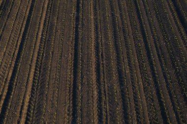 Güneş batarken kuru toprakta büyüyen genç mısır ekinlerinin hava görüntüsü.