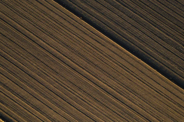 サンセット ドローンの乾燥地で太陽の下で栽培されている若いトウモロコシの作物の空中写真 — ストック写真