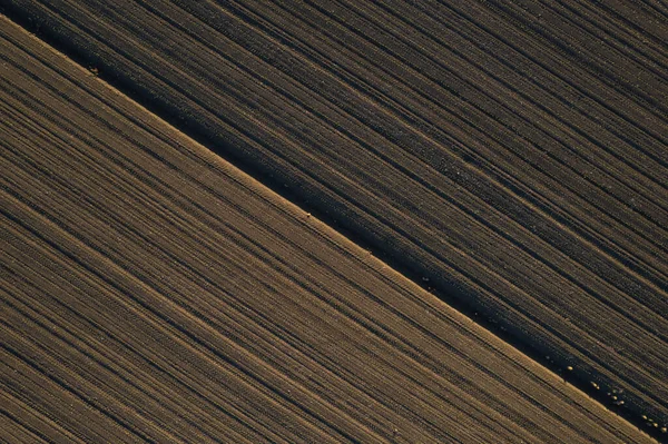 Letecký Pohled Mladé Kukuřičné Plodiny Mlející Pod Sluncem Suché Půdě — Stock fotografie