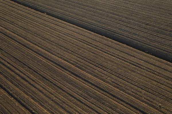 Воздушный Вид Молодых Кукурузных Культур Скрежещущихся Солнцем Сухой Почве Закате — стоковое фото