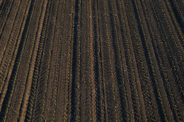 stock image aerial view of young corn crops grwing under the sun in dry soil at sunset drone shot