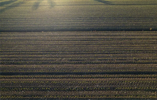 サンセット ドローンの乾燥地で太陽の下で栽培されている若いトウモロコシの作物の空中写真 — ストック写真