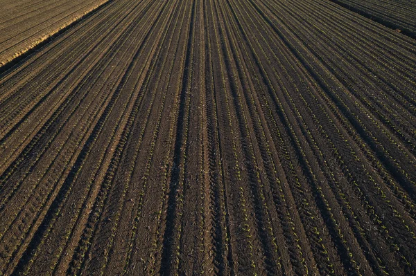Воздушный Вид Молодых Кукурузных Культур Скрежещущихся Солнцем Сухой Почве Закате — стоковое фото