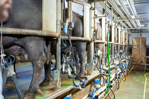 ロボットによって搾乳されたイタリアのバッファローの群れは驚くほどハイテクイタリアの農場 水牛の牛のために変更されたティーとカップの閉鎖 — ストック写真
