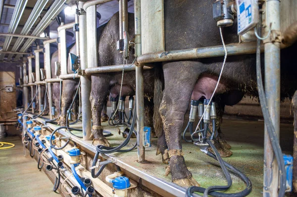 ロボットによって搾乳されたイタリアのバッファローの群れは驚くほどハイテクイタリアの農場 水牛の牛のために変更されたティーとカップの閉鎖 — ストック写真