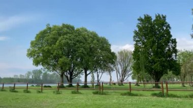 Parlak yeşil ağaç yaprakları güçlü bir rüzgarda hareket ediyor. Bulutlu bir bahar gökyüzüne karşı. Nehir yakınlarındaki bir fırtına öncesi, iklim değişikliği kavramı..