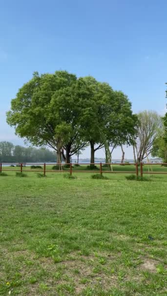 Jasně Zelené Listy Stromů Pohybující Silném Větru Proti Zamračené Jarní — Stock video