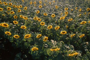 Güneş batmadan hemen önce ayçiçeği tarlası üzerinde uçan üst hava manzarası. Mevsimsel tarım drone atışları.