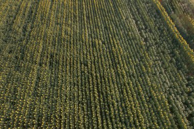 Güneş batmadan hemen önce ayçiçeği tarlası üzerinde uçan üst hava manzarası. Mevsimsel tarım drone atışları.