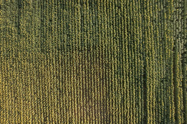Vista Aérea Superior Voando Sobre Campo Plantação Girassol Pouco Antes — Fotografia de Stock