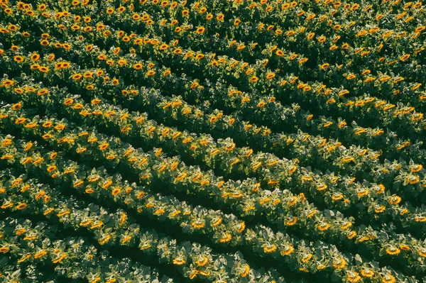 Top Aerial View Flying Sunflower Plantation Field Just Sunset Seasonal — Stock Photo, Image