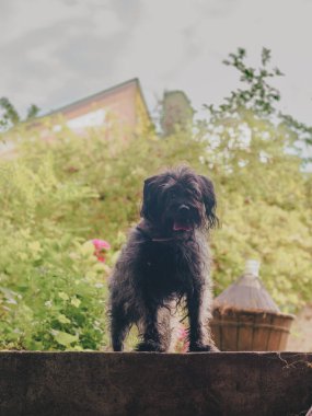 Siyah Teriyer su köpeği merdivenlerin başındaki çimlerin üzerinde oturur ve bahçe görüntüsüne girer..