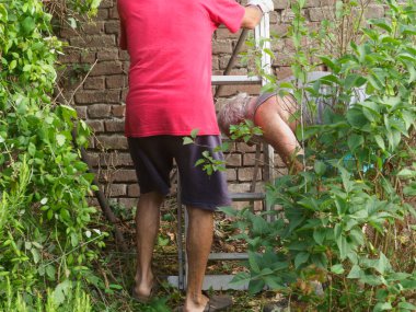 Kıdemli beyaz adamlar, yazın bahçeye asma buduyor, sarmaşık, bitki, dal ve yabani otları buduyor. Bahçeyi temizliyorum..
