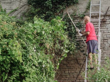 Kıdemli beyaz adamlar, yazın bahçeye asma buduyor, sarmaşık, bitki, dal ve yabani otları buduyor. Bahçeyi temizliyorum..