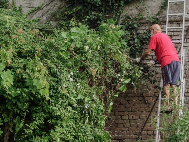 Kıdemli beyaz adamlar, yazın bahçeye asma buduyor, sarmaşık, bitki, dal ve yabani otları buduyor. Bahçeyi temizliyorum..
