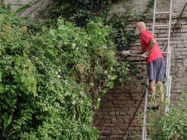 Kıdemli beyaz adamlar, yazın bahçeye asma buduyor, sarmaşık, bitki, dal ve yabani otları buduyor. Bahçeyi temizliyorum..