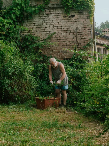 Stock image senior caucasian gardener pruning vines and trimming ivy, plants, branches and weeds on a garden wall in summertime. Cleaning the garden.