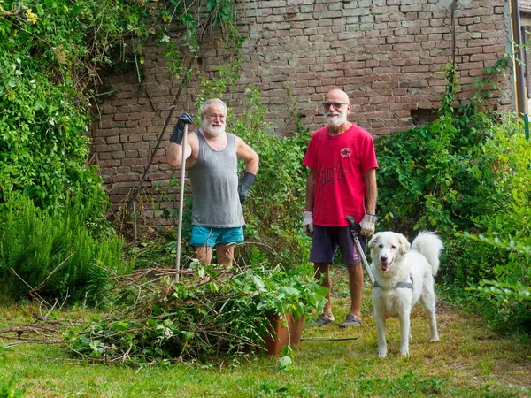 senior caucasian men pruning vines and trimming ivy, plants, branches and weeds on a garden wall in summertime. Cleaning the garden with company of dog.