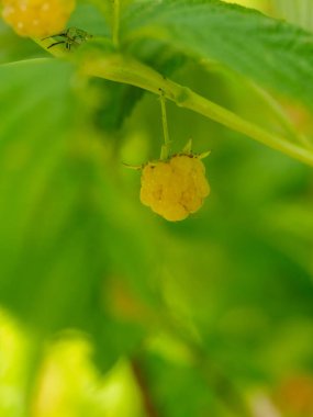 Bahçede olgun altın ahududu rubus idaeus altın saadeti.