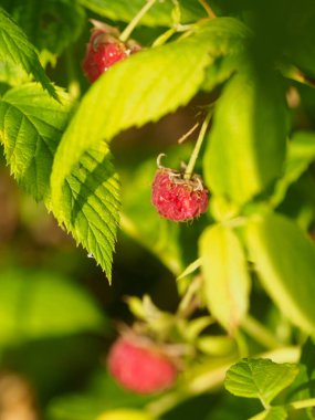 Yeşil arka plan makrosu üzerinde bir bahçede olgun ahududu. Yakın plan. sağlıklı meyve. Düşük insülin besin.
