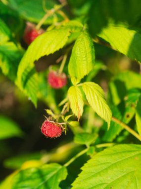 Yeşil arka plan makrosu üzerinde bir bahçede olgun ahududu. Yakın plan. sağlıklı meyve. Düşük insülin besin.