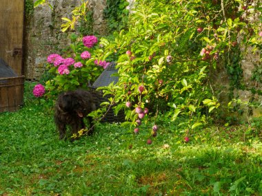 Siyah Teriyer su köpeği merdivenlerin başındaki çimlerin üzerinde oturur ve bahçe görüntüsüne girer..