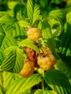 Bahçede olgun altın ahududu rubus idaeus altın saadeti.