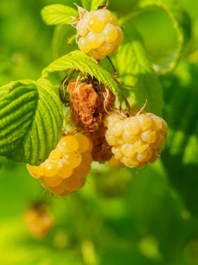 Bahçede olgun altın ahududu rubus idaeus altın saadeti.