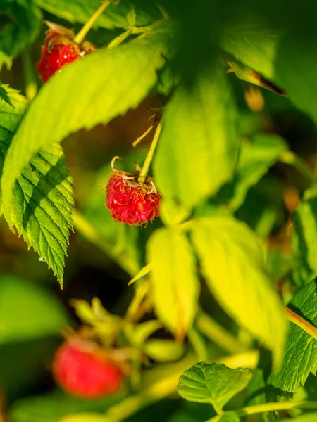 Yeşil arka plan makrosu üzerinde bir bahçede olgun ahududu. Yakın plan. sağlıklı meyve. Düşük insülin besin.